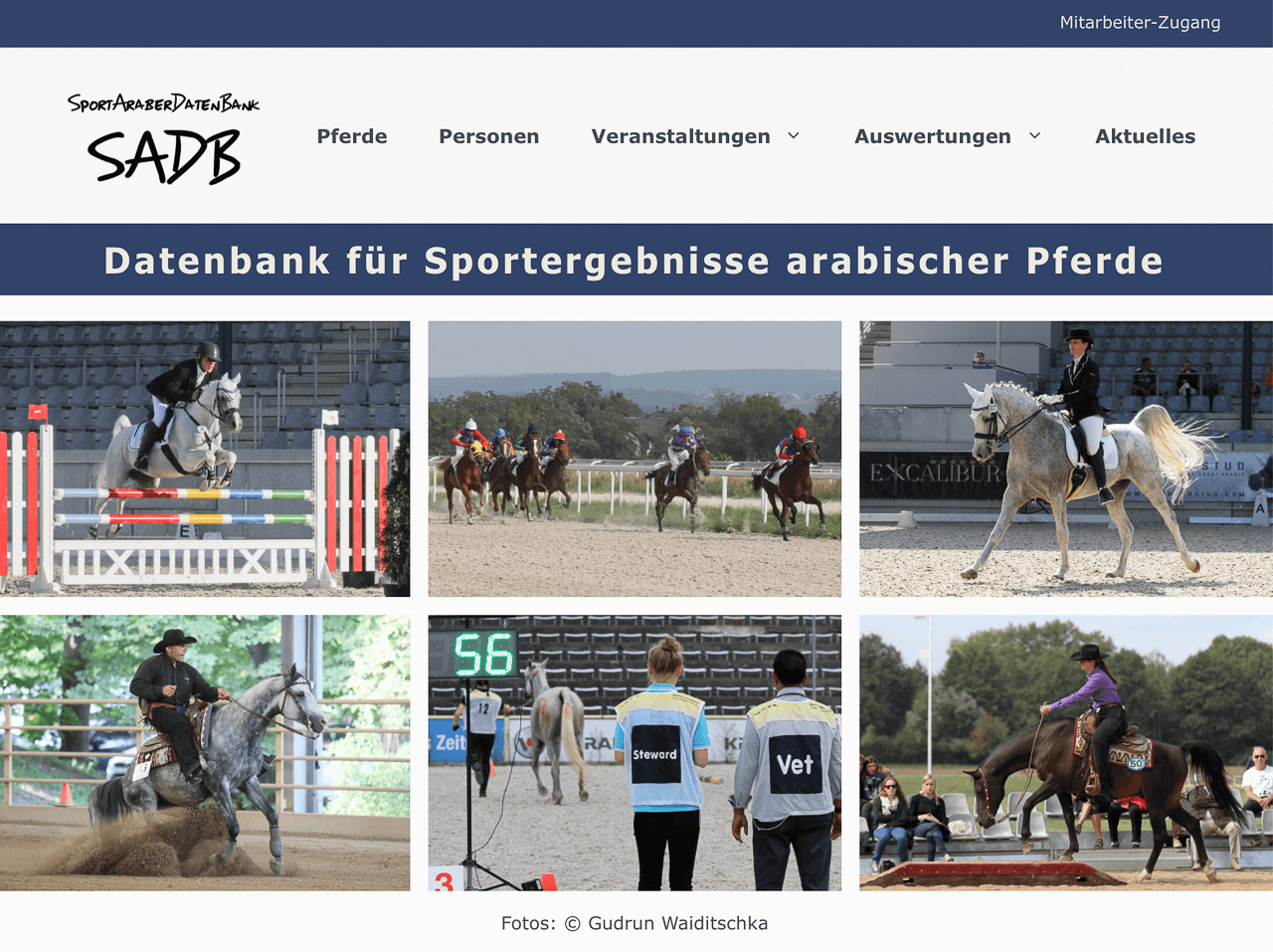 (c) Araber-sportpferde.de